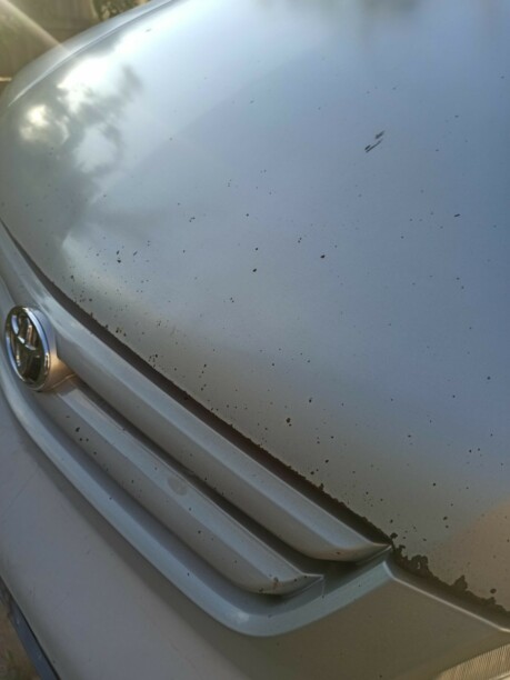Toyota Sienna I (XL10), 7 мест, 2002 г.