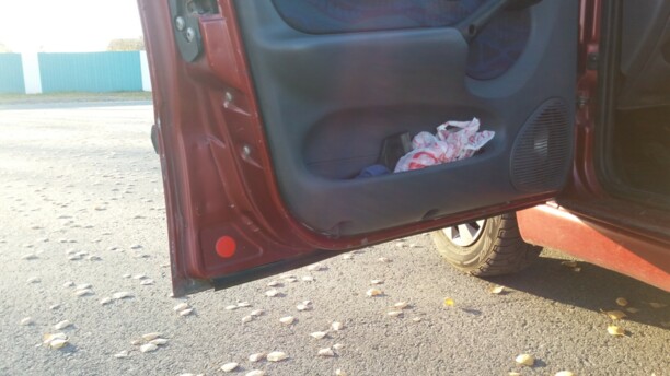 Fiat Palio I, 1998 г.